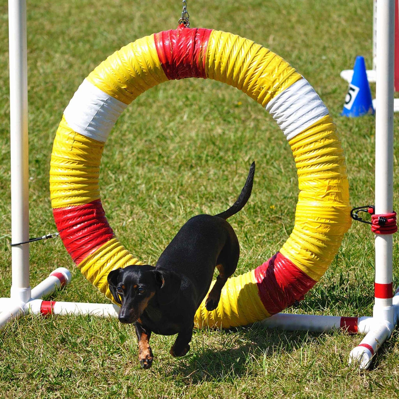 Tiny dog hot sale agility