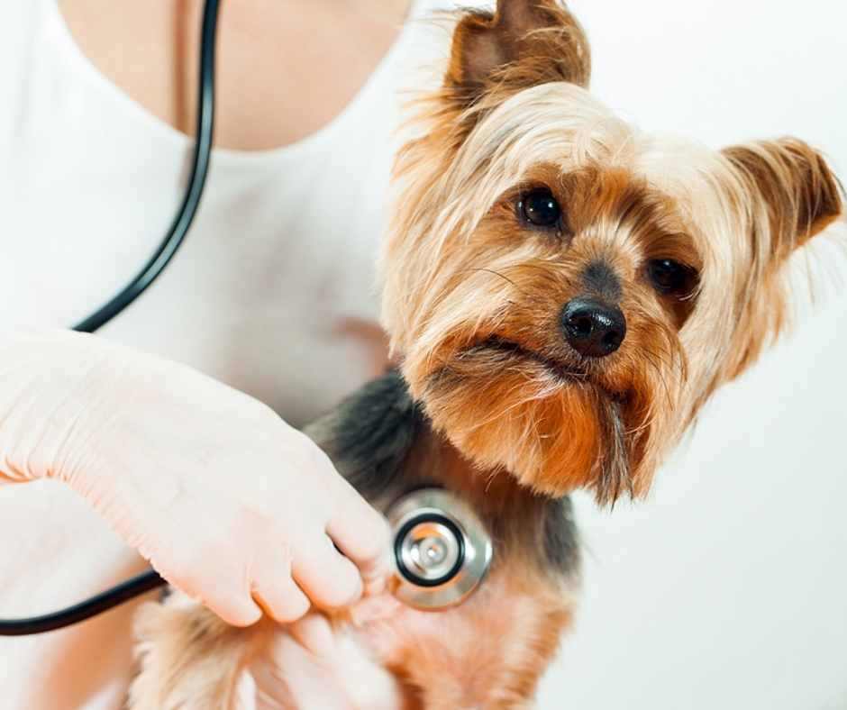 Small dogs with deals little health problems