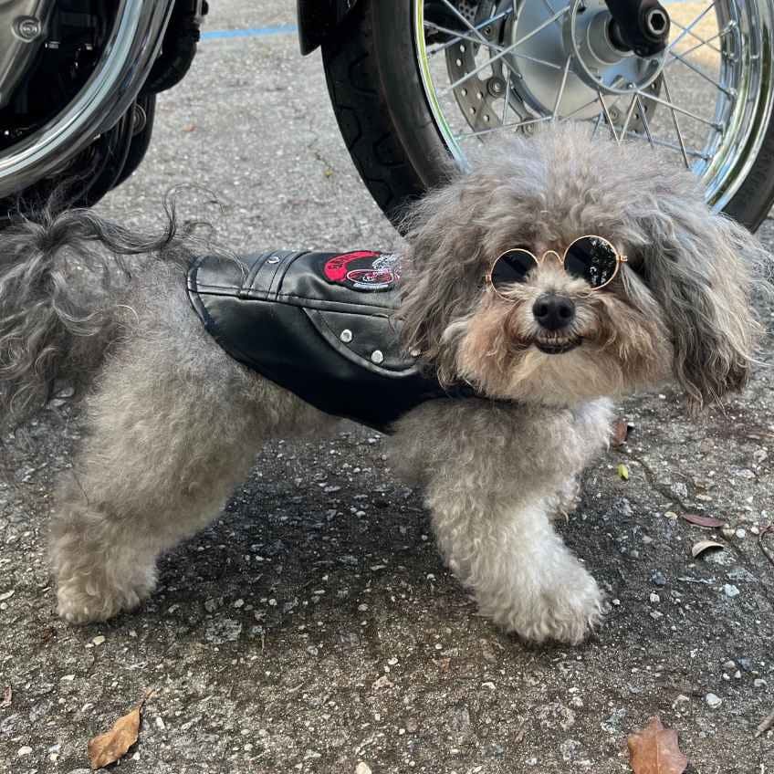 Biker Jacket for Small Dog