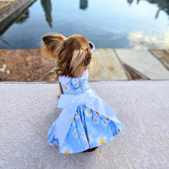 blue daisy dog dress with matching leash on a small dog