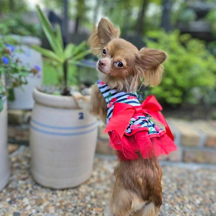 cherry striped dog dress on a chihuahua