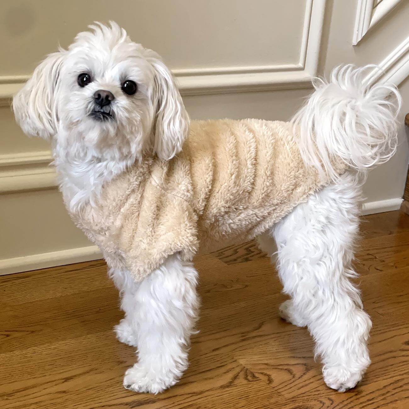 Soft Plush Pullover for Small Dogs - cream