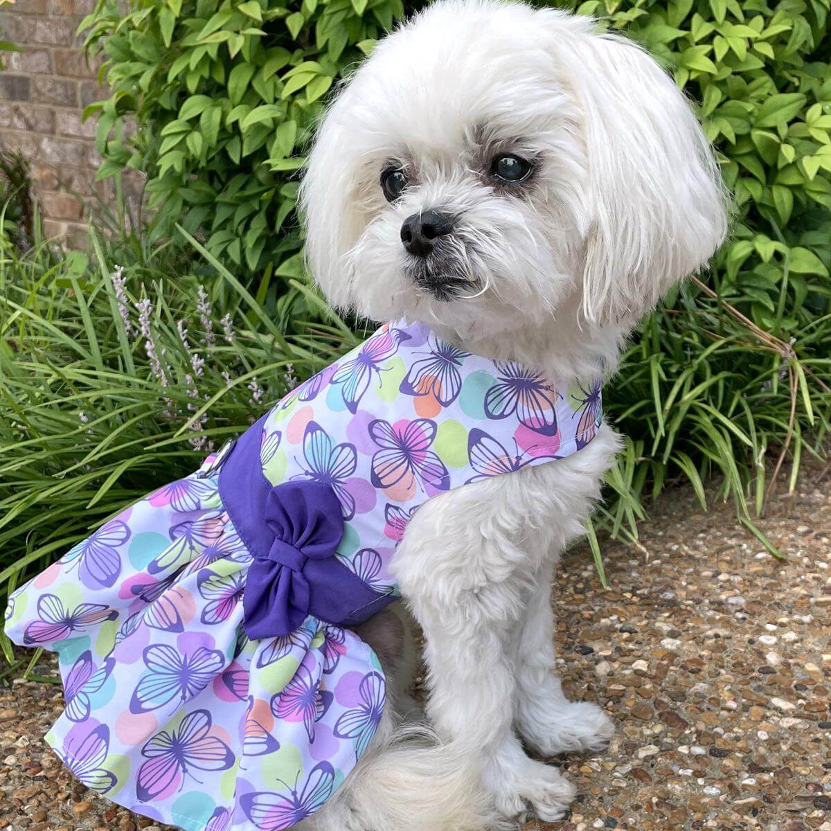 purple butterfly dog dress on a small white dog