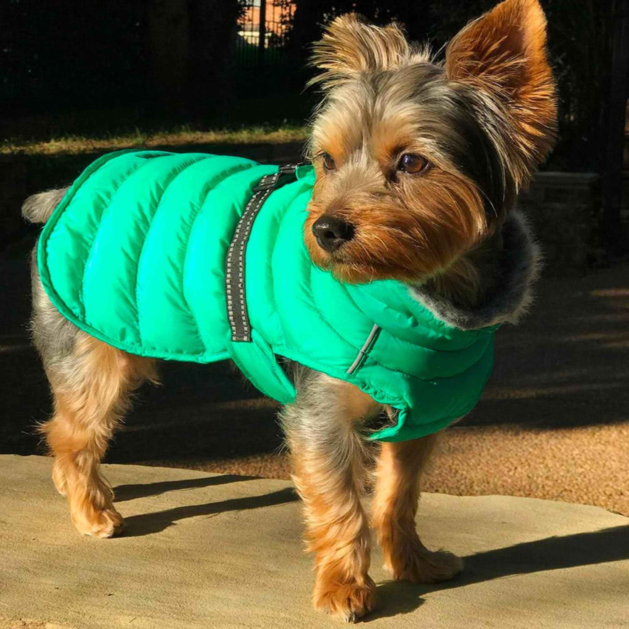 Alpine Extreme Weather Puffer Coat for Dogs - Arcadia