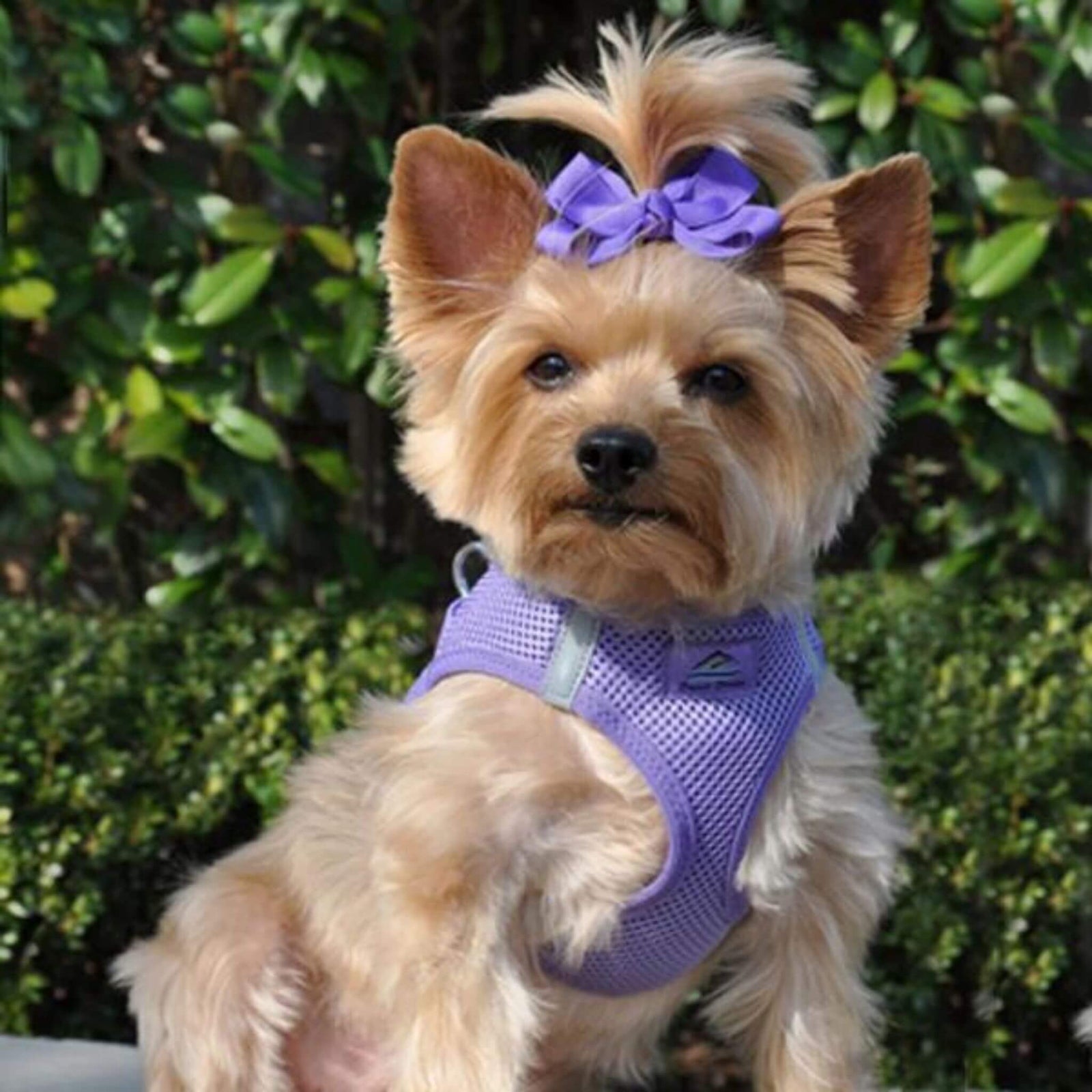 Best harness for yorkie hot sale puppy