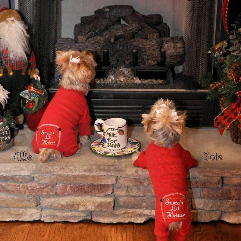 Pajamas best sale for yorkies