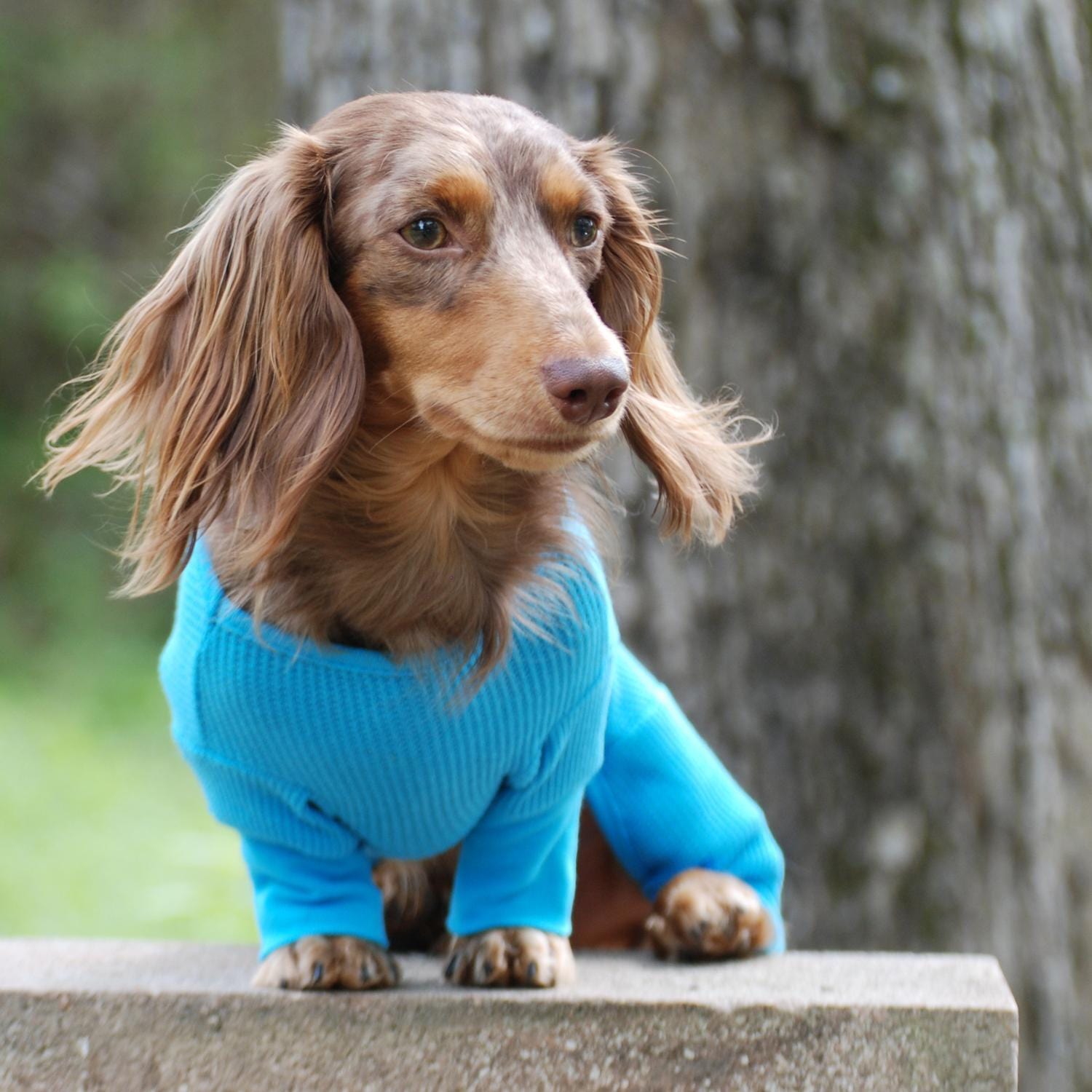 Dog Pajamas - 100% Cotton for Small Dogs